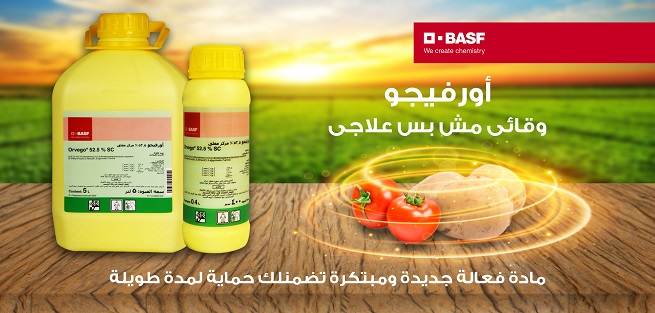 الطماطم
